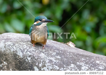 琉璃色的流行翠鳥 琉璃色的流行翠鳥 89897112