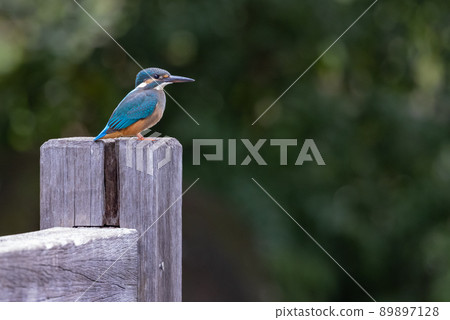 Ruri-colored popular kingfisher 89897128