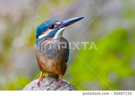Ruri-colored popular kingfisher 89897158