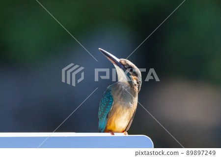 Ruri-colored popular kingfisher 89897249