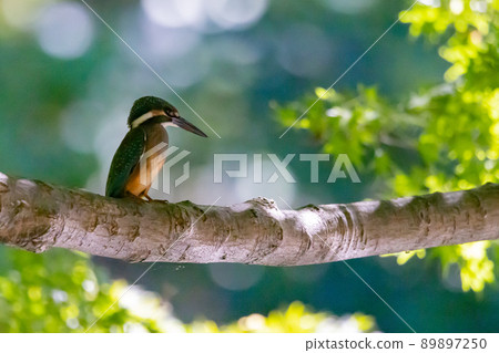 Ruri-colored popular kingfisher 89897250