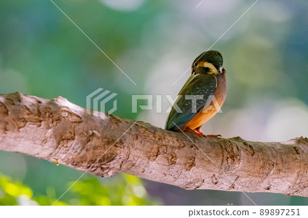 Ruri-colored popular kingfisher 89897251