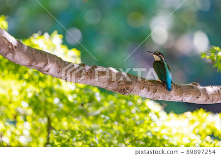 Ruri-colored popular kingfisher 89897254