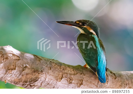 Ruri-colored popular kingfisher 89897255