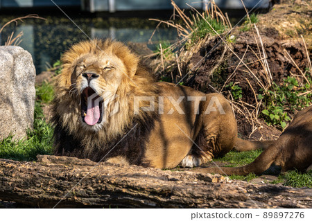 The lion, Panthera leo is one of the four big cats in the genus Panthera 89897276
