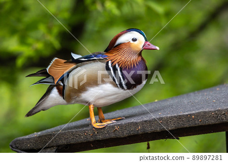 The mandarin duck, Aix galericulata at a lake in Munich, Germany The mandarin duck, Aix galericulata at a lake in Munich, Germany 89897281