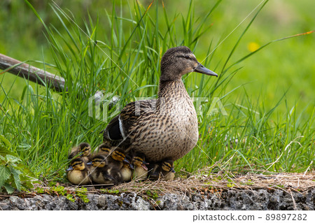 Wild duck or mallard, Anas platyrhynchos family with young goslings at a lake in Munich, Germany Wild duck or mallard, Anas platyrhynchos family with young goslings at a lake in Munich, Germany 89897282