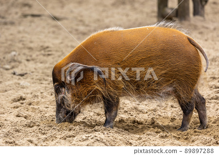 Red river hog, Potamochoerus porcus, also known as the bush pig. Red river hog, Potamochoerus porcus, also known as the bush pig. 89897288