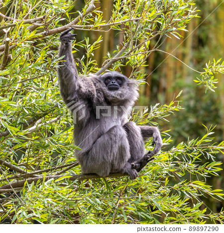 Silvery gibbon, Hylobates moloch having fun in a German park Silvery gibbon, Hylobates moloch having fun in a German park 89897290