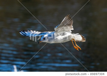 The European Herring Gull, Larus argentatus is a large gull The European Herring Gull, Larus argentatus is a large gull 89897304