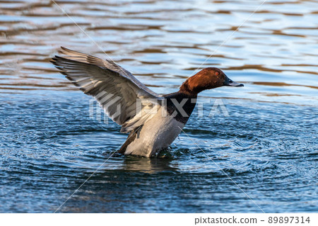 Wild duck at the Kleinhesseloher Lake in English Garden in Munich, Germany 89897314