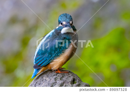 Ruri-colored popular kingfisher 89897328
