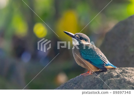 Ruri-colored popular kingfisher Ruri-colored popular kingfisher 89897348