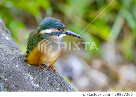 Ruri-colored popular kingfisher 89897366
