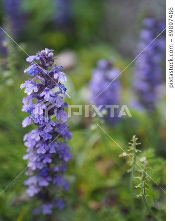 Ajuga 在春天的路徑上伸展它的莖 89897486