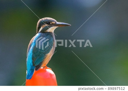 Ruri-colored popular kingfisher 89897512