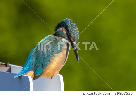 Ruri-colored popular kingfisher 89897536