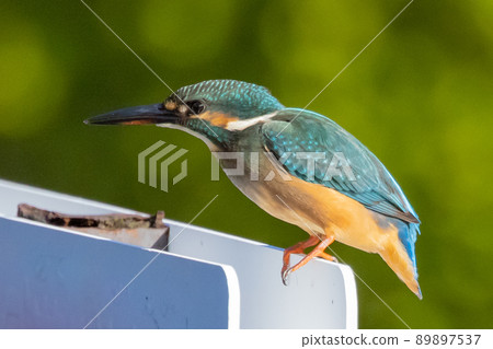 Ruri-colored popular kingfisher 89897537