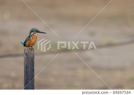 Ruri-colored popular kingfisher 89897584