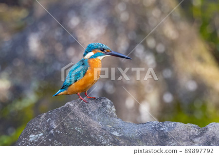 Ruri-colored popular kingfisher 89897792