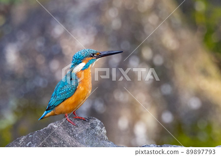 Ruri-colored popular kingfisher 89897793