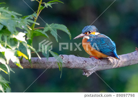 Ruri-colored popular kingfisher Ruri-colored popular kingfisher 89897798