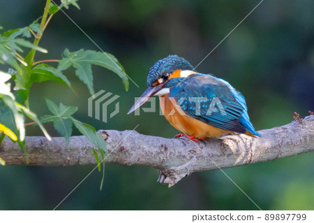 Ruri-colored popular kingfisher Ruri-colored popular kingfisher 89897799