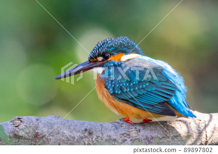 琉璃色的流行翠鳥 琉璃色的流行翠鳥 89897802