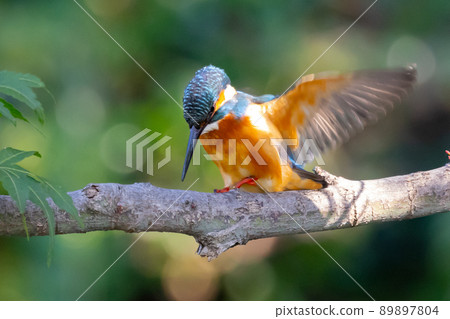 Ruri-colored popular kingfisher Ruri-colored popular kingfisher 89897804