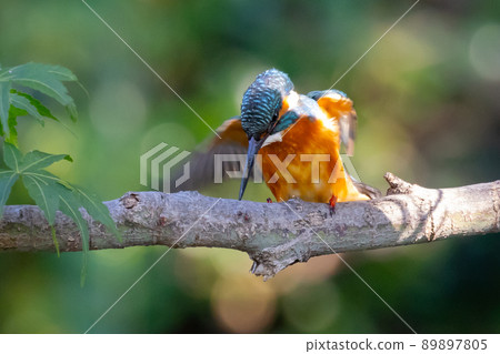 Ruri-colored popular kingfisher Ruri-colored popular kingfisher 89897805