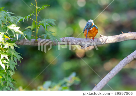 Ruri-colored popular kingfisher Ruri-colored popular kingfisher 89897806