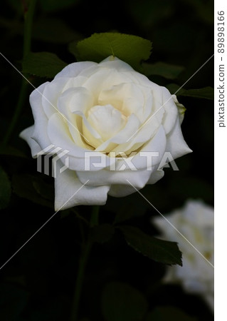 美麗的花朵玫瑰 美麗的花朵玫瑰 89898166