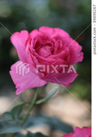 美麗的花朵玫瑰 美麗的花朵玫瑰 89898167