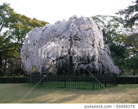 Kyoto Gyoen Cherry Blossoms in Full Bloom Kyoto Gyoen Cherry Blossoms in Full Bloom 89898379