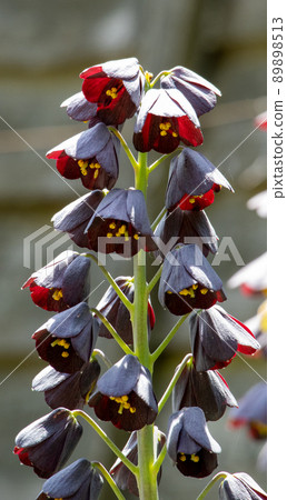 Fritillaria persica 89898513