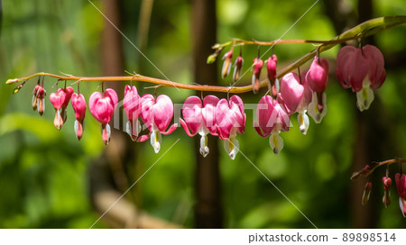 Bleeding heart 1 Bleeding heart 1 89898514