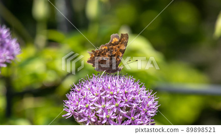 逗號吸大蔥花蜜2 89898521