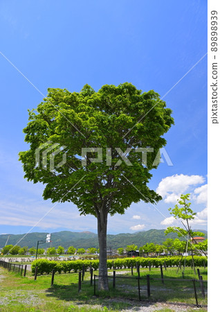 Trees in Akasunasaki Park 89898939