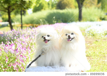 Cute white pomeranian and spring flowers 89899036