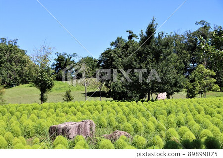 Moe-like green Kokia of the group planting Moe-like green Kokia of the group planting 89899075