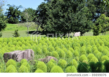 Green Kokia field spreading in Mami Hill Park Green Kokia field spreading in Mami Hill Park 89899076