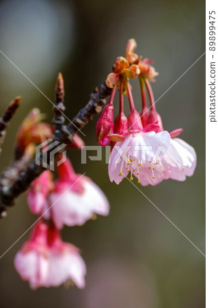 Cold scarlet cherry blossoms in full bloom Cold scarlet cherry blossoms in full bloom 89899475