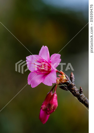 Cold scarlet cherry blossoms in full bloom 89899476