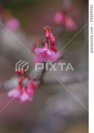 Cold scarlet cherry blossoms in full bloom Cold scarlet cherry blossoms in full bloom 89899481