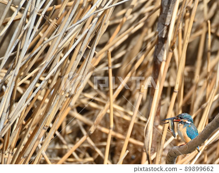 Kingfisher on the riverside. 89899662