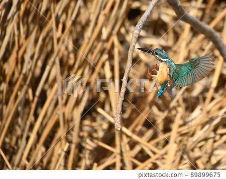 Kingfisher on the riverside. 89899675