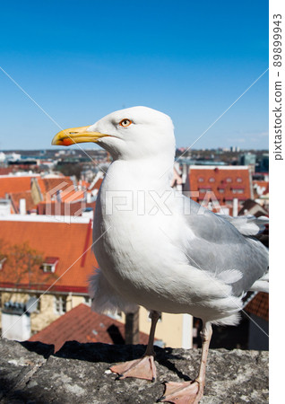 Seagull walking on a rooftop on a building in the old town city center of Tallinn, Estonia, Europe 89899943
