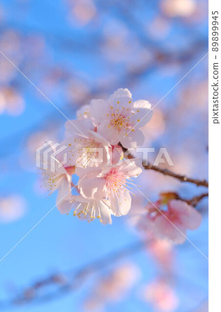 Early blooming cherry blossoms 89899945