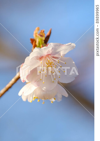早開的櫻花 89899965