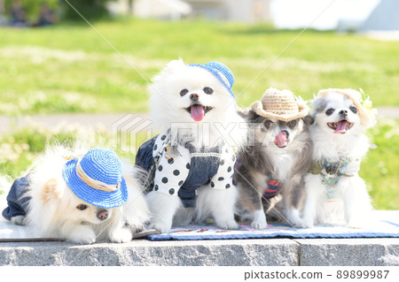 可愛的白色博美犬和吉娃娃戴著帽子 89899987